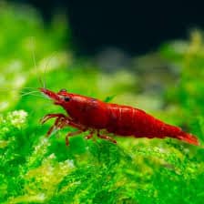 Neocaridina davidi (Red cherry)