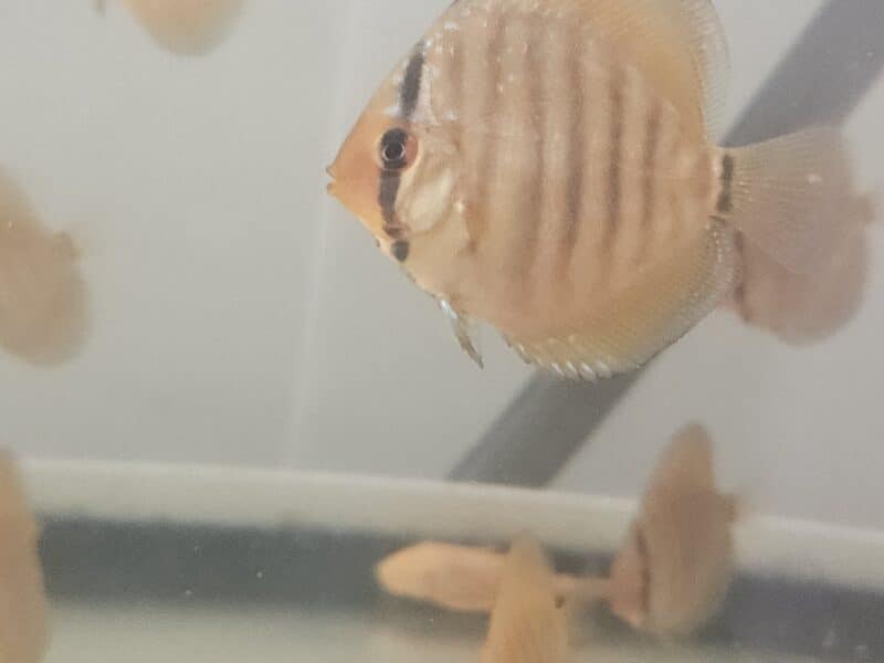 Discus piworowski