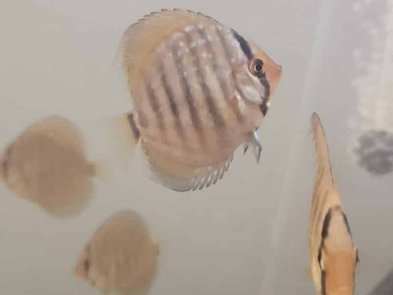 Discus piworowski