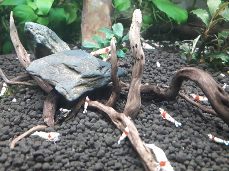 Caridina pure red line