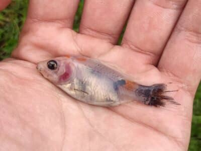 Poisson rouge