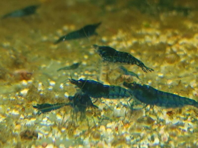 Néocaridina davidi Blue Velvet