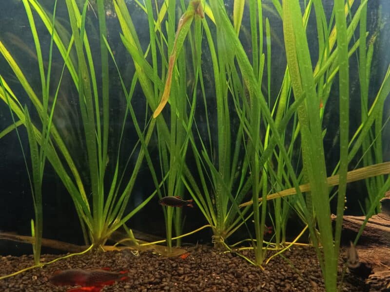 Vallisneria