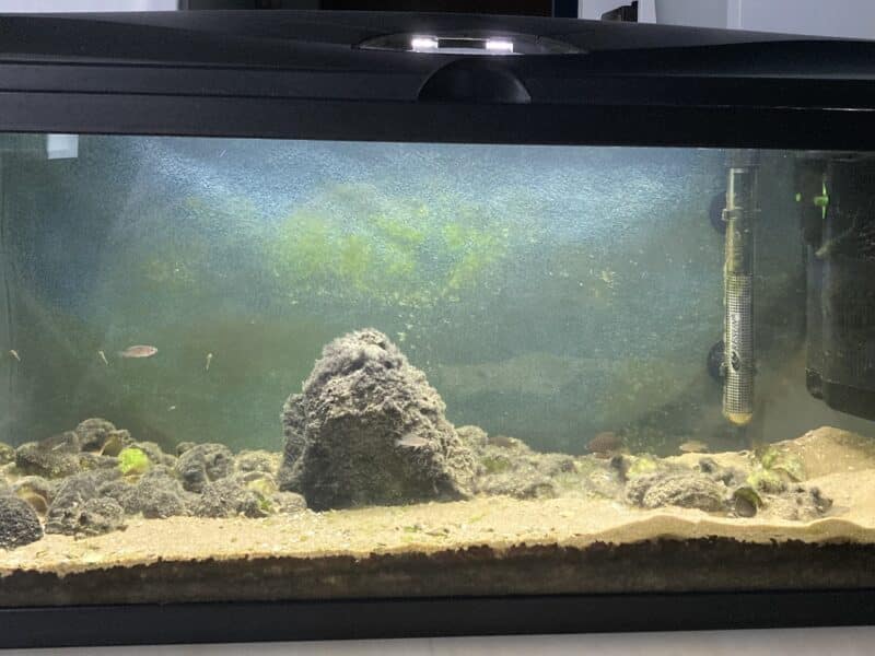 Aquarium Tanganyika 80L