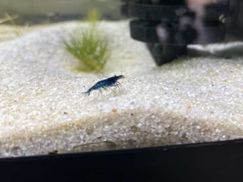 Neocaridina bleue