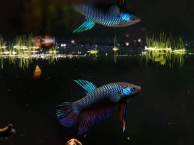 Betta smaragdina ( sauvage)