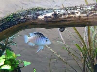 petit mbuna (Labidochromis chisumulae)