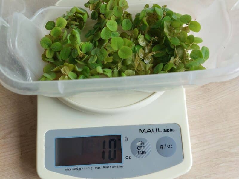 Salvinia