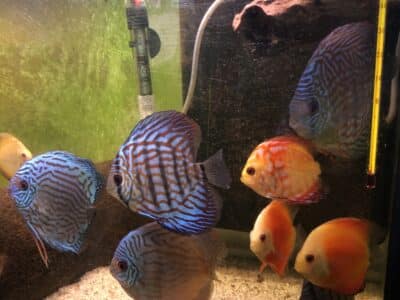 Discus différentes tailles