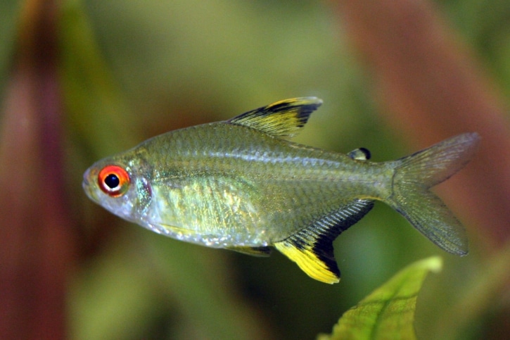 tetra citron