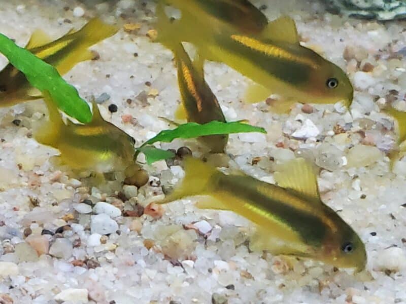 Corydoras GOLDS ou CW010