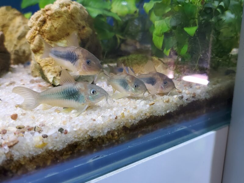 CORYDORAS AENEUS BRONZE