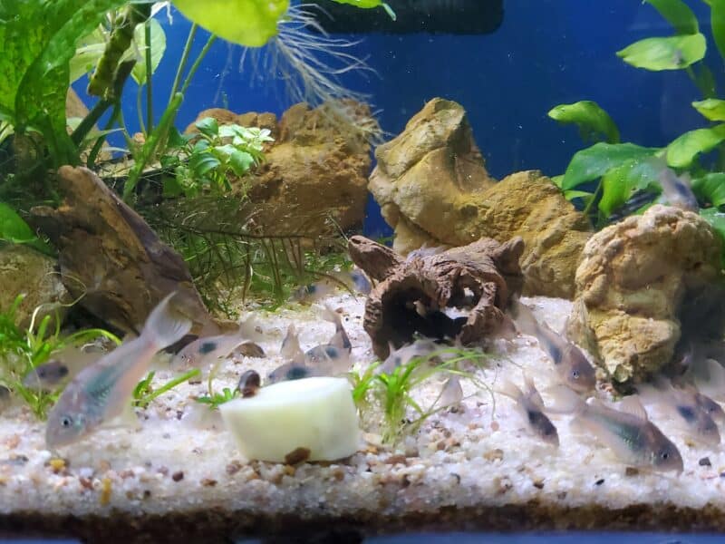 CORYDORAS AENEUS BRONZE