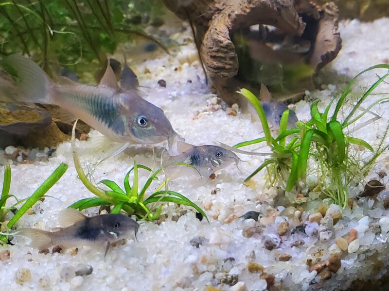 CORYDORAS AENEUS BRONZE