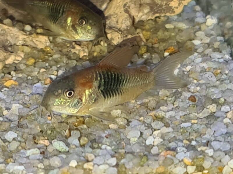 CORYDORAS VENEZUELA ORANGE