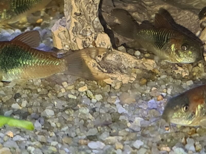 CORYDORAS VENEZUELA ORANGE