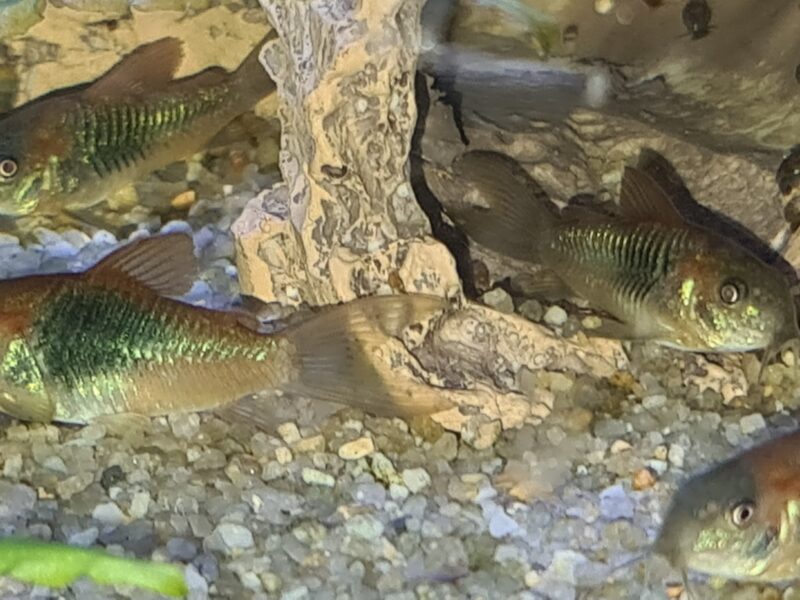 CORYDORAS VENEZUELA ORANGE