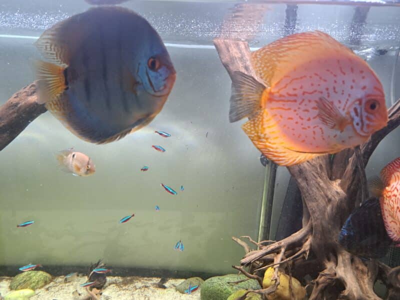 Discus