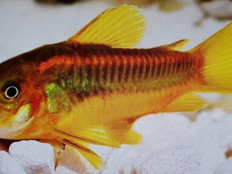 Corydoras GOLDS ou CW010