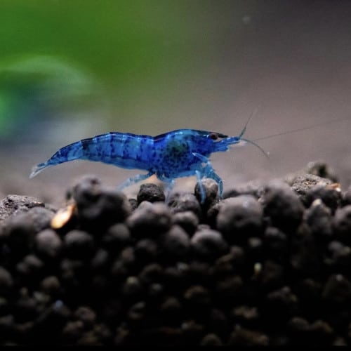 Crevettes blue velvet