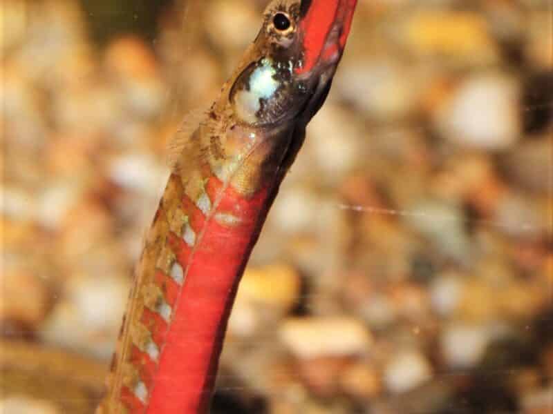 Syngnathes d'eau douce