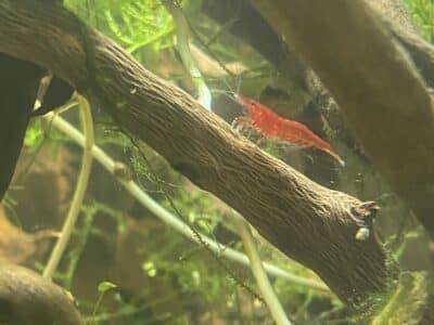 Neocaridina Davidi - Bloody Mary