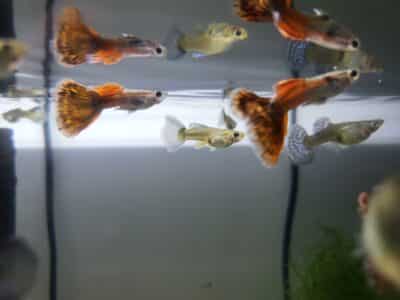 Guppies et crevette blue