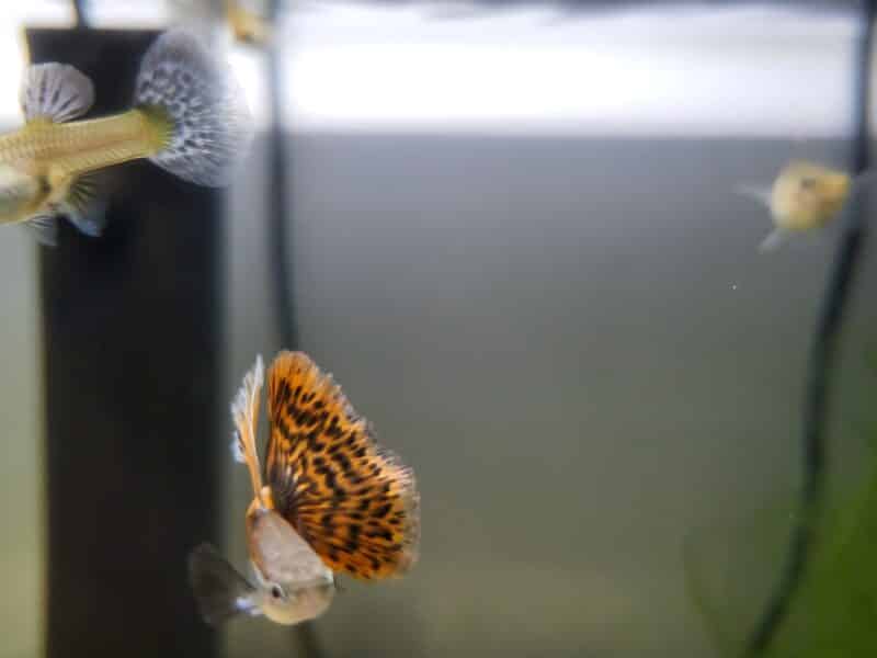 Guppies et crevette blue