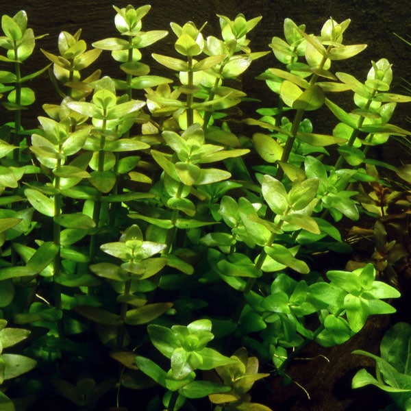 plante aquarium bacopa caroliniana