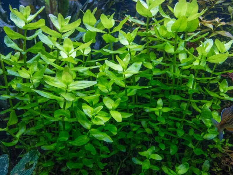 plante aquarium bacopa caroliniana