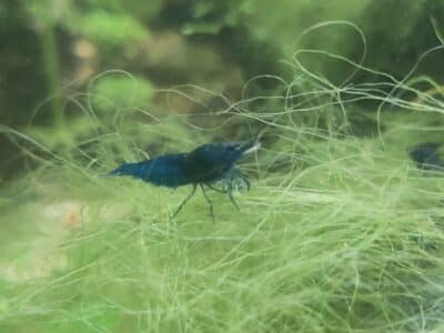 Crevettes blue velvet Neocaridina