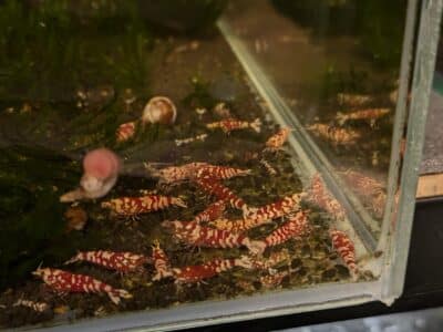 Crevettes caridina fancy tiger rouge