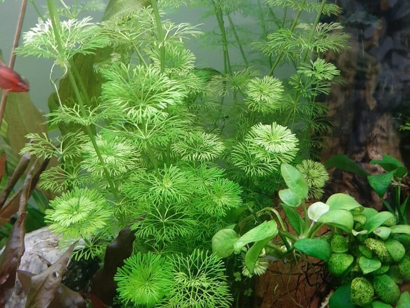 Limnophila sessiliflora