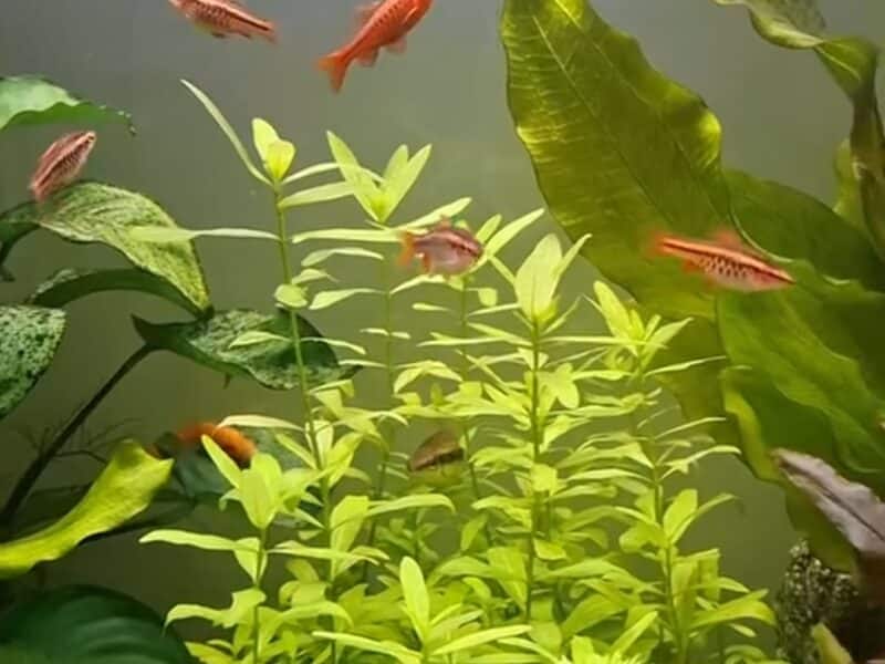 Hygrophila polysperma