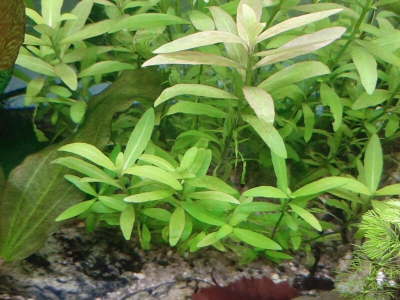 Hygrophila polysperma