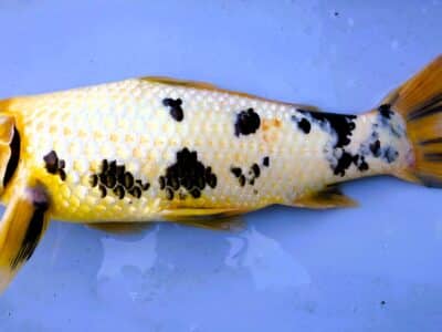 carpe koi 46 cm