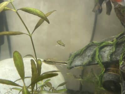 Corydoras pygmaeus