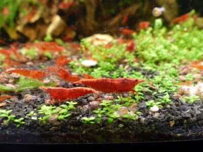 Crevettes neocaridina davidi (red cherry / sakura)