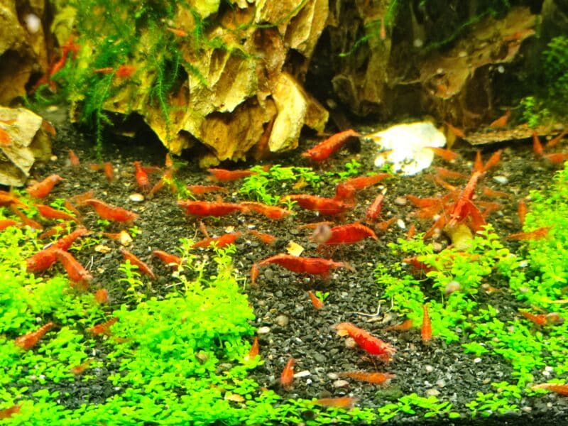 Crevettes neocaridina davidi (red cherry / sakura)