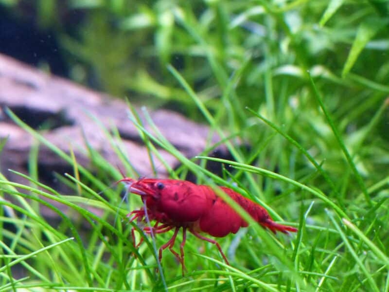 Crevettes neocaridina davidi (red cherry / sakura)