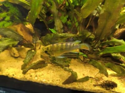 Vends mâle apistogramma rositae