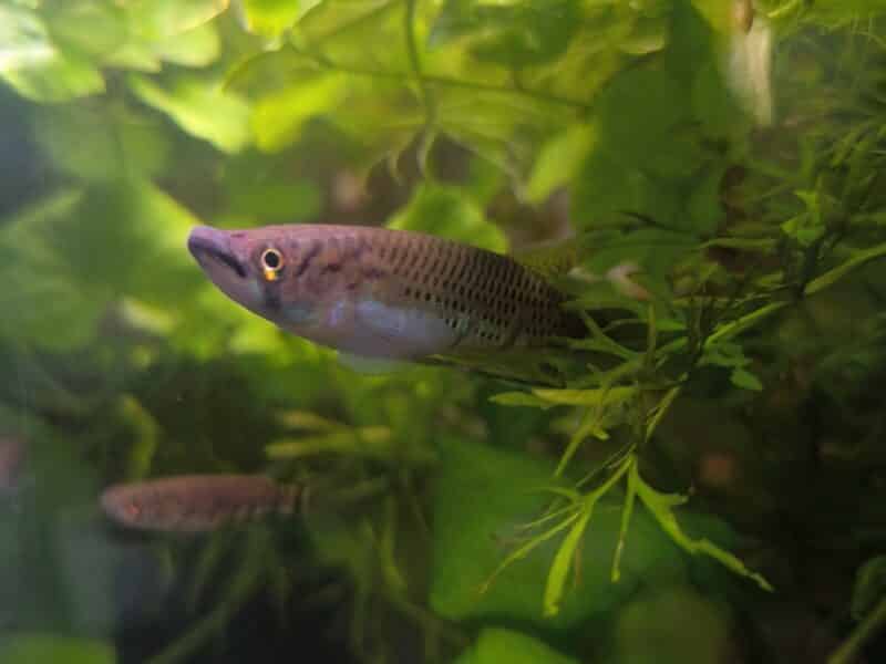 Vend Epiplatys sexfasciatus