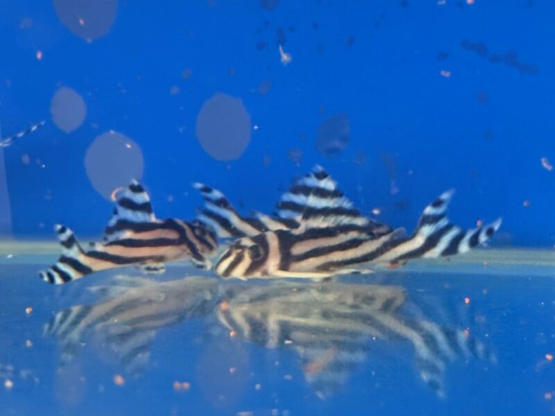 Hypancistrus zébras L46 issus de ma reproduction