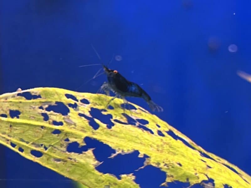 Neocaridina Blue Dream OE