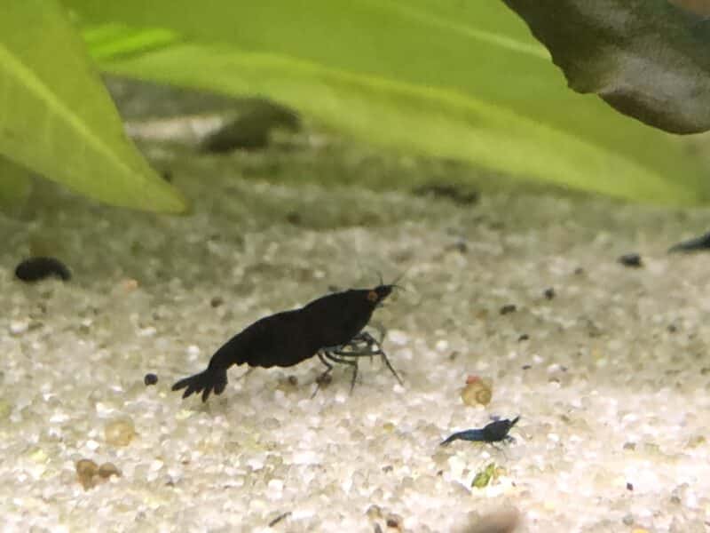 Neocaridina Blue Dream OE