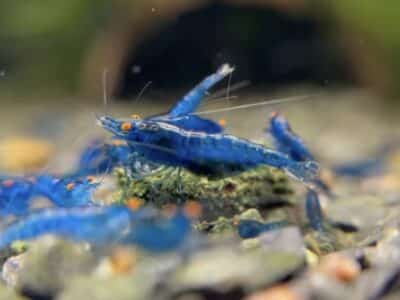 Neocaridina Blue Dream OE