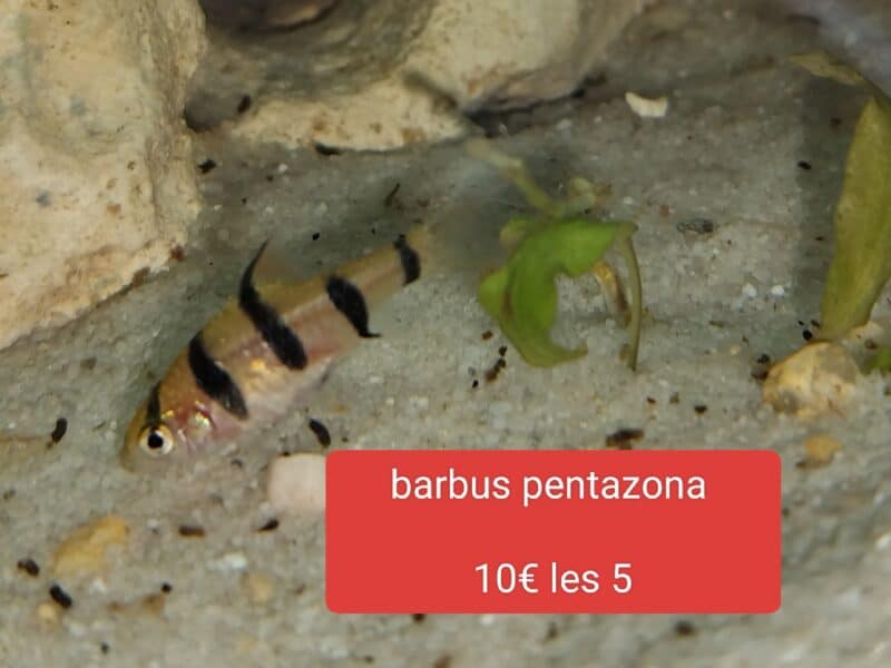 Groupe de barbus pentazona