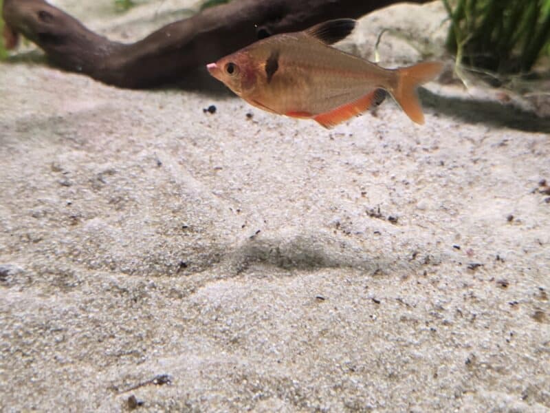 Tetra serpae