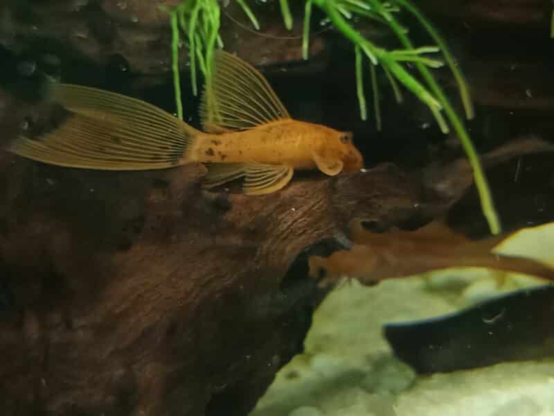 Ancistrus SP Red Long fin