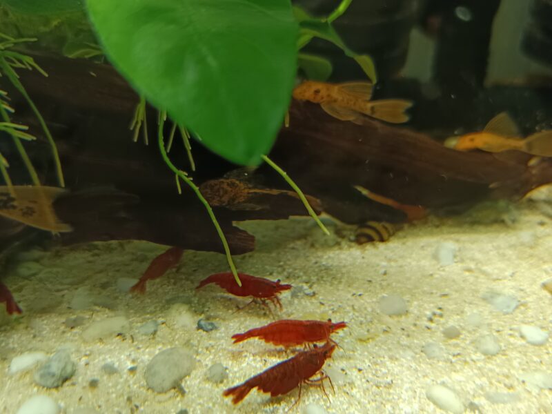 Crevettes Red cherry